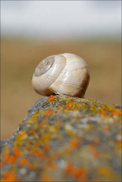 Penedos, Snail in Thirsty Land