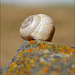 Penedos, Snail in Thirsty Land