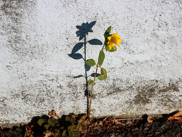 Sonnenblume mit Schatten