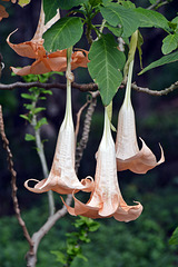 Blüten der Engelstrompeten - Datura - Brugmansia