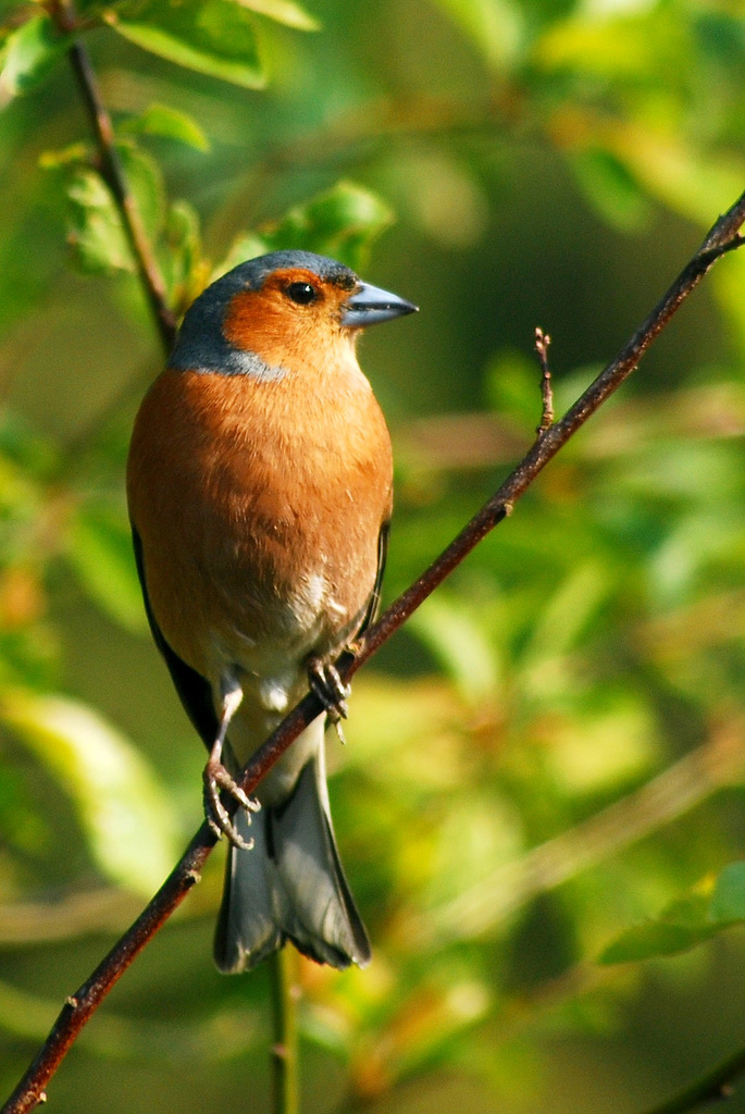 Chaffinch