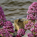 20190610 4998CPw [R~GB] Rote Spornblume (Centranthus ruber), Fishguard, Wales