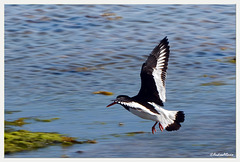 Lapwing landing at Smorfjord