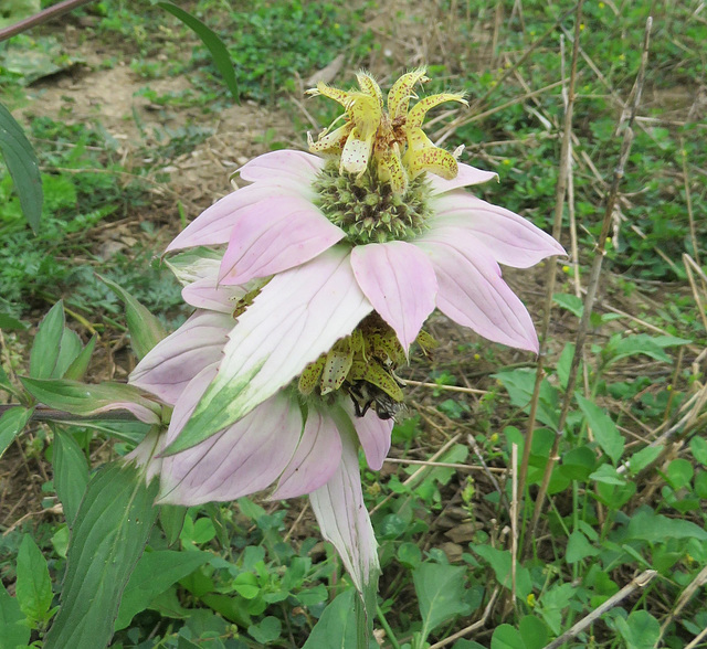 Horsemint (Monarda punctata)