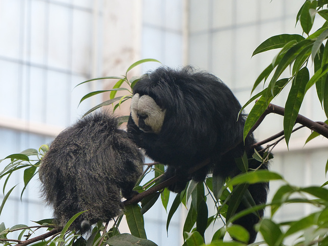 Dallas World Aquarium (9) - 15 November 2019