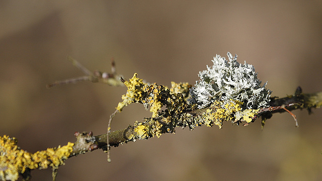 Lichens