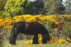 Gorse in full bloom