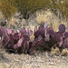 Purple-tinged Prickly Pear