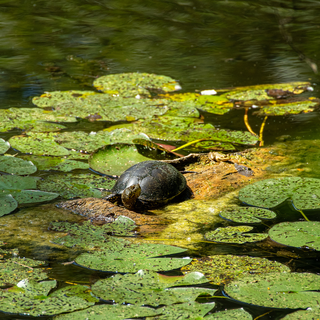 Europäische Sumpfschildkröte