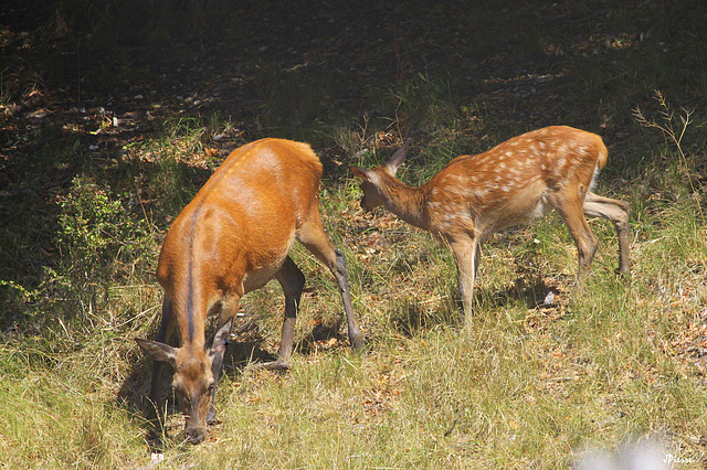 Biche et faon de Juin