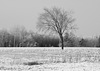 15/50 l'orme de M. Charbonneau, Mr. Charbonneau's elm tree
