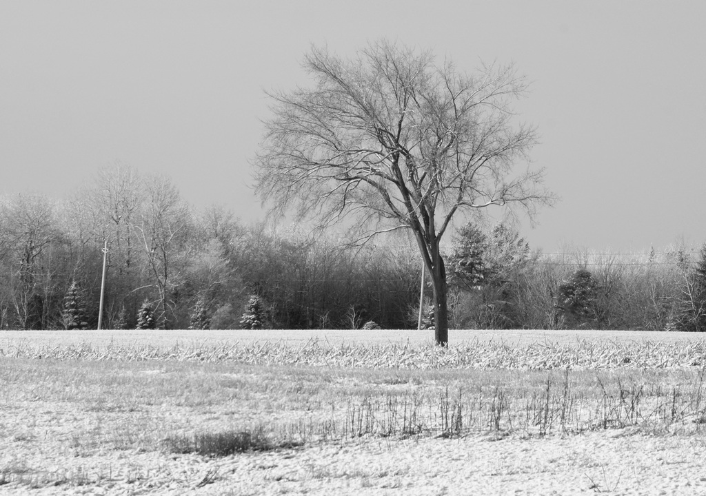 15/50 l'orme de M. Charbonneau, Mr. Charbonneau's elm tree