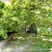 A l'ombre des tilleuls , dans le parc du château de Montmuran ( Les Iffs 35 )