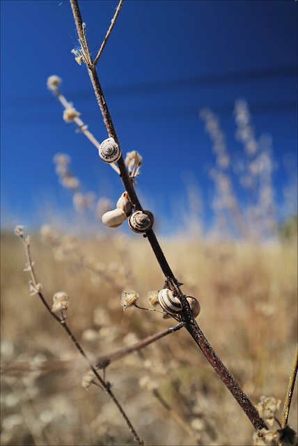 Penedos, Snails in Thirsty Land