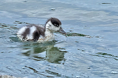 Baby Shelduck - Tadorna tadorna