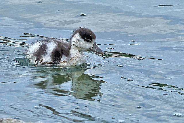 Baby Shelduck - Tadorna tadorna