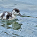 Baby Shelduck - Tadorna tadorna