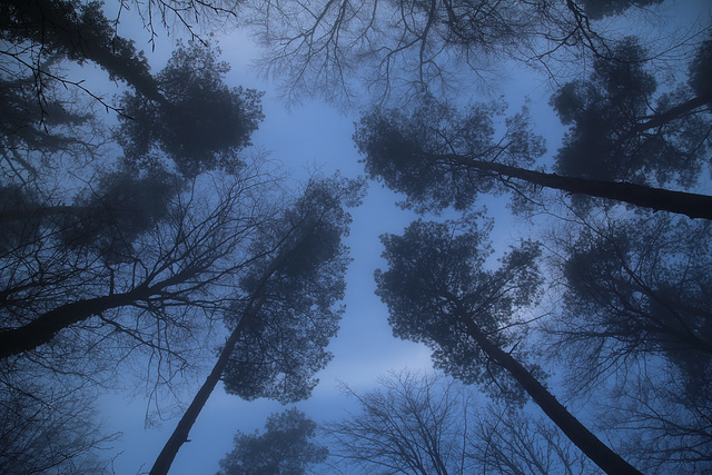 Foggy Pinus