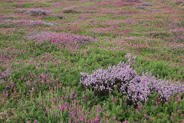 les bruyères en fleur