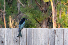 Spangled Drongo