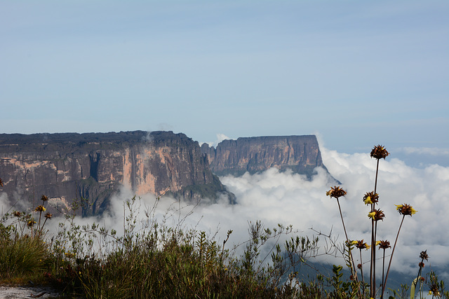 Venezuela, Roraima, Flowers above Clouds