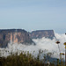Venezuela, Roraima, Flowers above Clouds