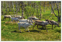 Reindeer at Reppafjord