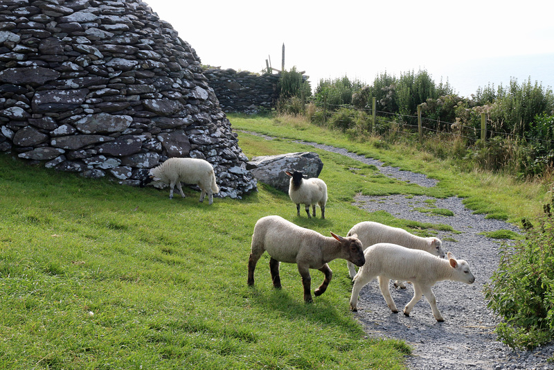 A lamb's playground