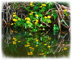 Marsh Marigold Reflections