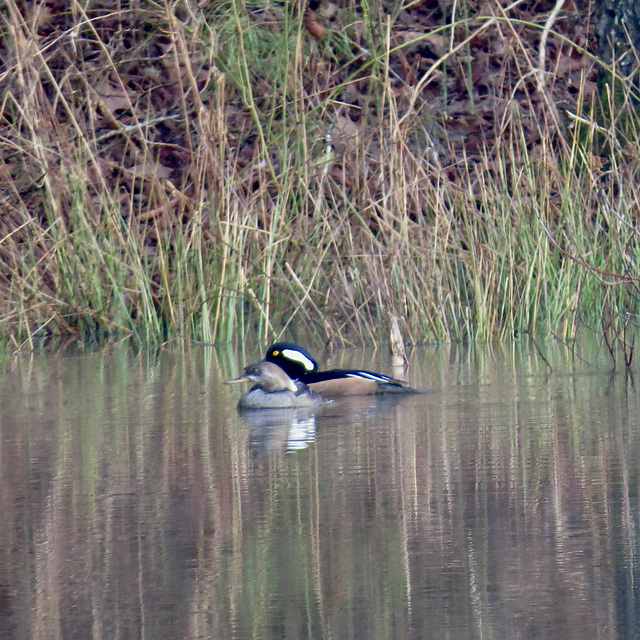 Hooded mergansers - Lophodytes cucullatus