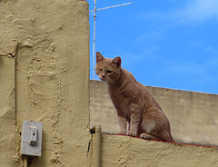 Gato vigilante