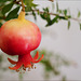 Punica granatum