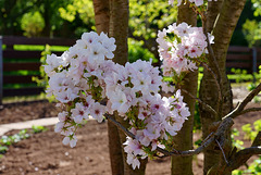 Kirschblüten