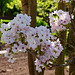 Kirschblüten