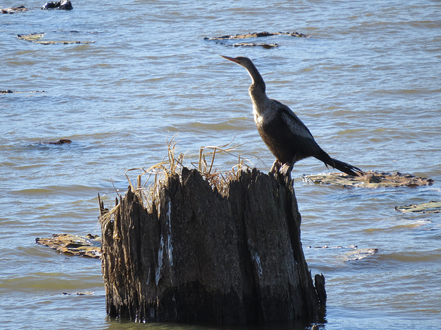 Anhinga on Bluff Lake