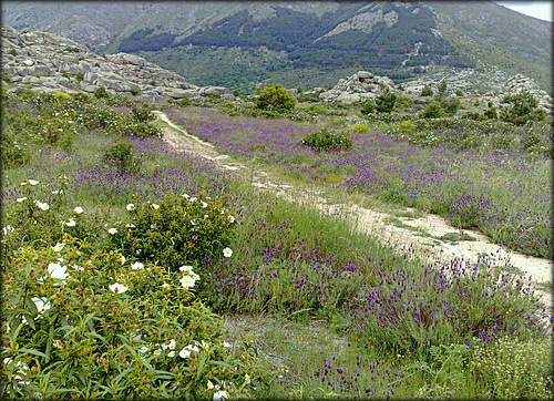 Spanish lavender