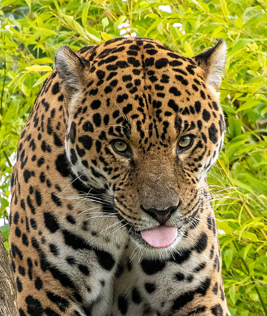 Jaguar