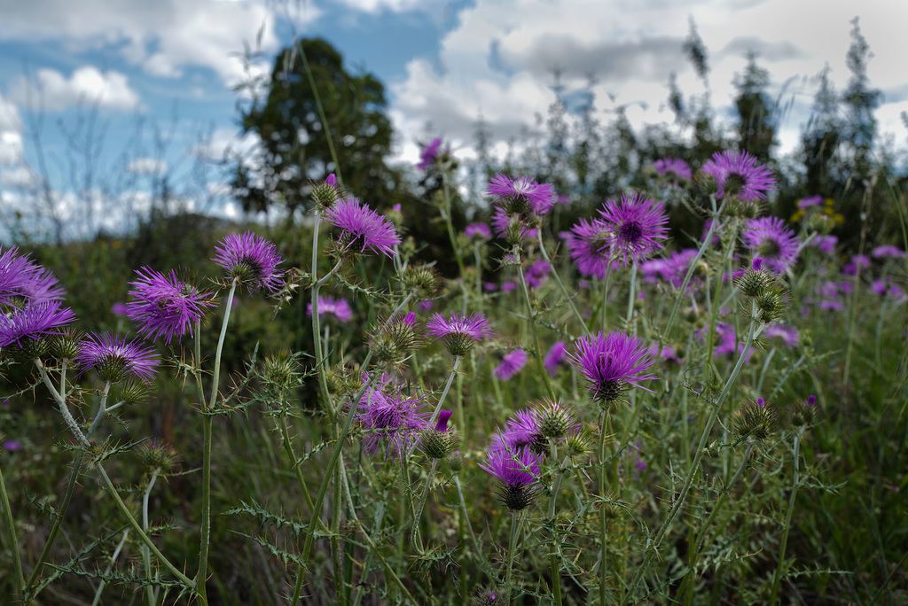 Galactites tomentosus, Penedos