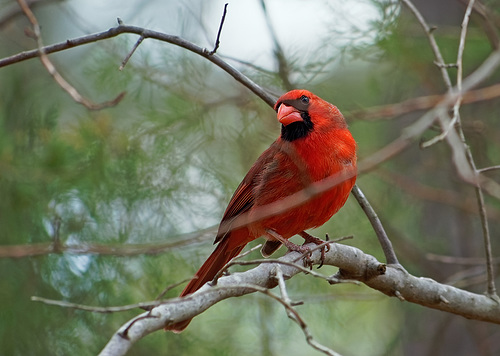 Cardinal.  3258689.