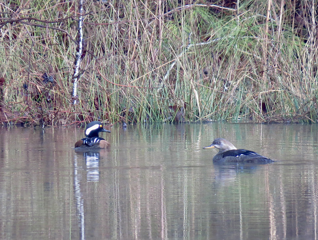 Hooded mergansers - Lophodytes cucullatus