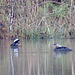 Hooded mergansers - Lophodytes cucullatus