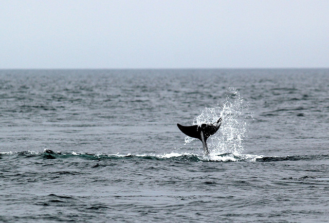 dauphins de l' archipel