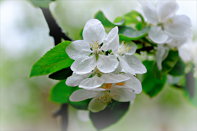 Blüten - Weiss und Aprilfrisch