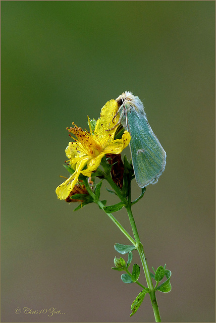 Burren Green ~ Groene weide-uil (Calamia tridens)...