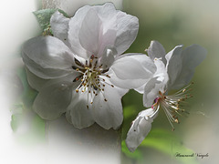 Blüte vom Widlapfelbaum