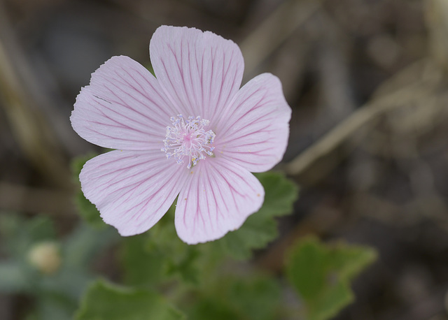 Malva hispanica