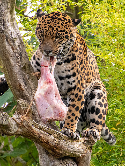 Jaguar with its dinner