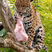 Jaguar with its dinner