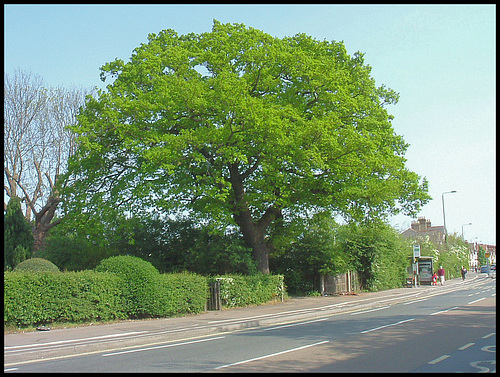 Cowley Road oak