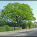 Cowley Road oak